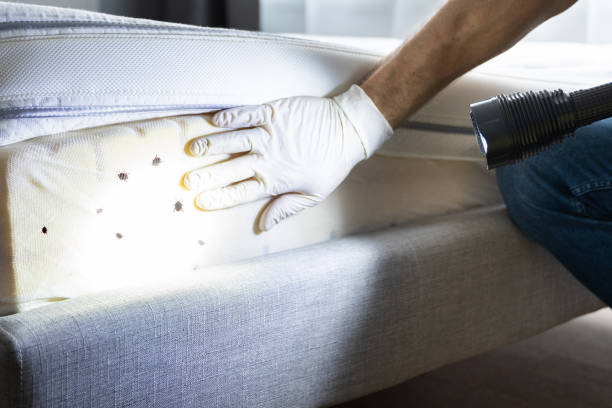 Best Best Pest Control Companies  in Plattsmouth, NE
