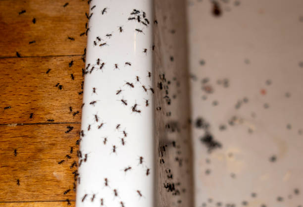 Best Best Pest Control Companies  in Plattsmouth, NE