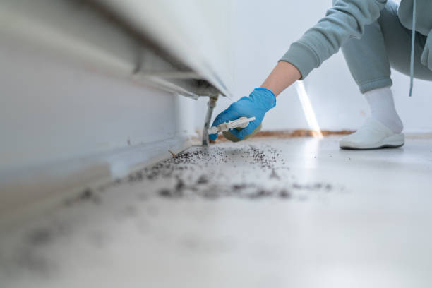 Best Affordable Pest Control Services  in Plattsmouth, NE